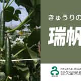 きゅうりの新品種「瑞帆（ミズホ）」