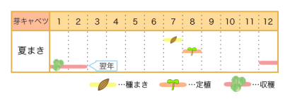 家庭菜園カレンダー 芽キャベツ