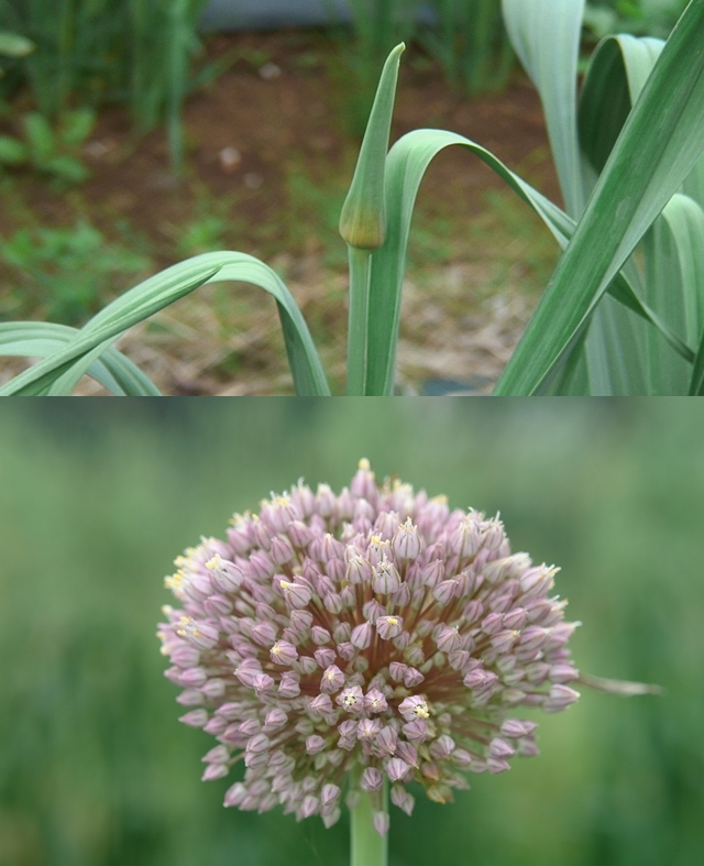 ニンニクの花茎と花