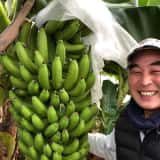 国産バナナ