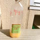 ペットボトルトラップ