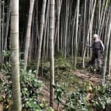 竹林を切る人