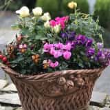 花の寄せ植え