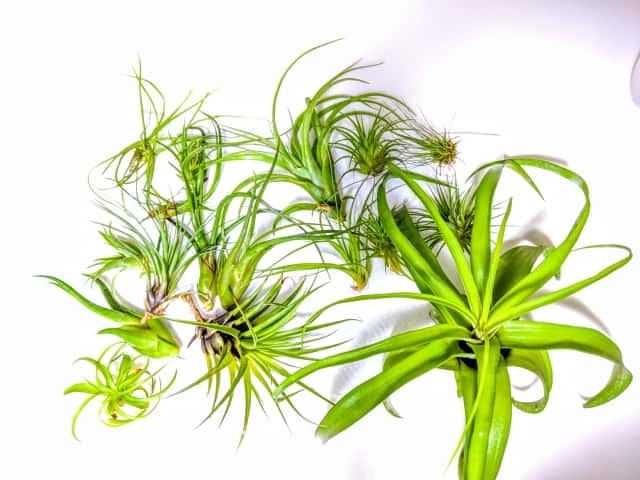 チランジア エアプランツ の種類と育て方 花が咲く品種や着生の方法を植物のプロが解説 農業 ガーデニング 園芸 家庭菜園マガジン Agri Pick