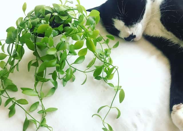 ディスキディア の種類と育て方 プロが増やし方や植え替えについて徹底解説 農業 ガーデニング 園芸 家庭菜園マガジン Agri Pick