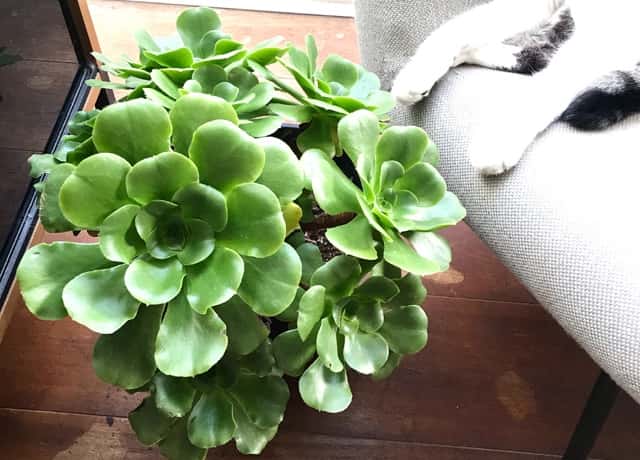 多肉植物「アエオニウム」の種類と育て方｜プロが解説！黒法師や