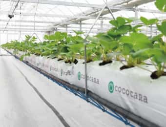 「ガイアイチゴKハンギング」が新発売