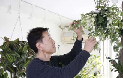 カラテア の種類と育て方 美しい葉を保つ管理方法とは プロが徹底解説 農業 ガーデニング 園芸 家庭菜園マガジン Agri Pick