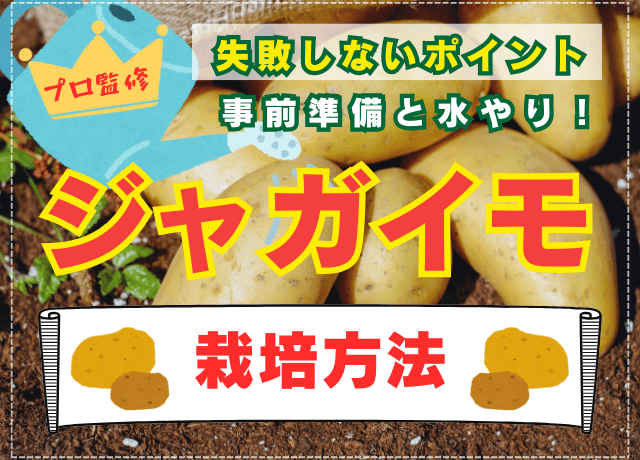 インカ、6キロ、種芋 ジャガイモ　春植え　家庭菜園などに 本日の家庭菜園 ジャガイモを植えました 去年より1ヶ月早く植えました