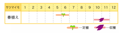サツマイモの栽培カレンダー