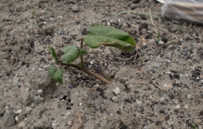 サツマイモの苗を植え付ける