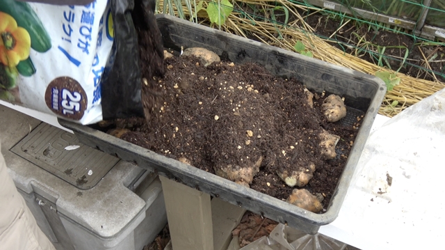 タネショウガの芽出し作業