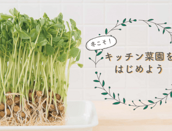 キッチン菜園特集