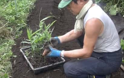 生姜の植え付け