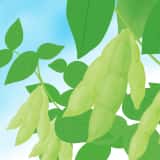 エダマメ栽培のイラスト
