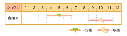 ショウガの栽培カレンダー