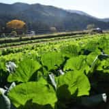 葉物野菜