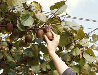 キウイフルーツの収穫