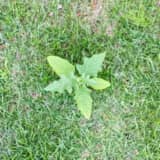 芝生に生えた雑草