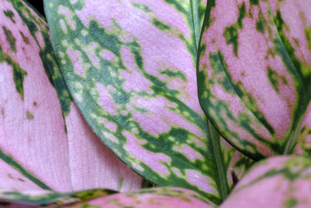 アグラオネマの育て方 美しい葉を保つ秘訣をプロが詳しく解説 人気の種類も紹介 農業 ガーデニング 園芸 家庭菜園マガジン Agri Pick