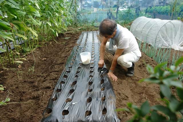 にんにくの植え付け