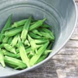 収穫したオクラ