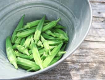 収穫したオクラ