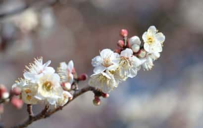 庭木の選び方と植え方徹底解説 おすすめの種類や施肥 剪定のコツを紹介 農業 ガーデニング 園芸 家庭菜園マガジン Agri Pick