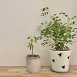 おしゃれな鉢に入った観葉植物