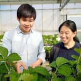 生産効率をアップさせるイチゴ立体栽培の導入を支援！