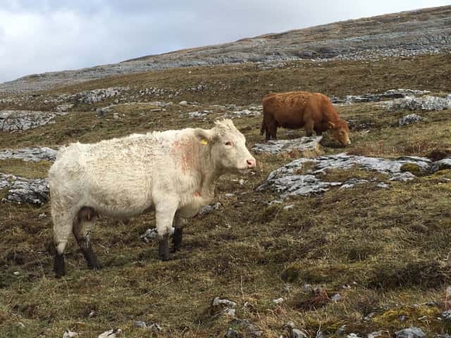 アイルランドの農業