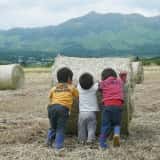 麦稈ロールを押す子どもたち