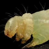 イラクサギンウワバの幼虫