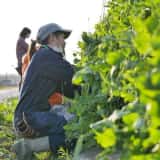 民間最大手の社会人向け週末農業学校アグリイノベーション大学校