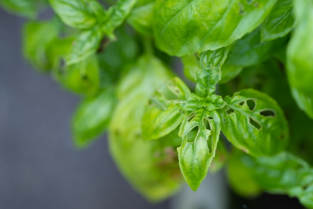 虫に食べられたバジルの葉