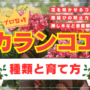 【プロ監修】おすすめのカランコエの種類と育て方