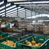 卸売市場