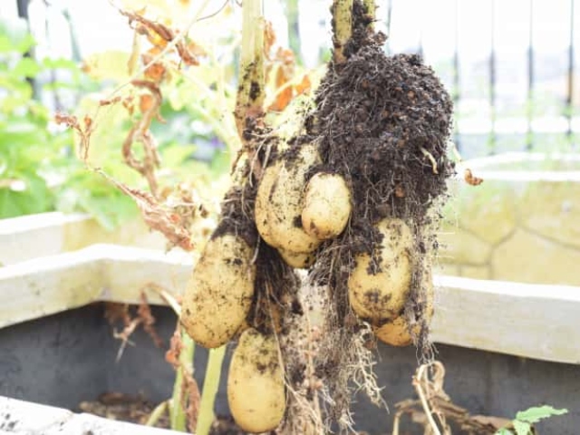 プランターでジャガイモを栽培しよう 家庭菜園でも春と秋の2回収穫できる育て方 農業 ガーデニング 園芸 家庭菜園マガジン Agri Pick