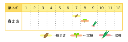 葉ネギの栽培カレンダー