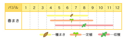 バジルの栽培カレンダー