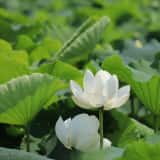 白い花が咲くハス田