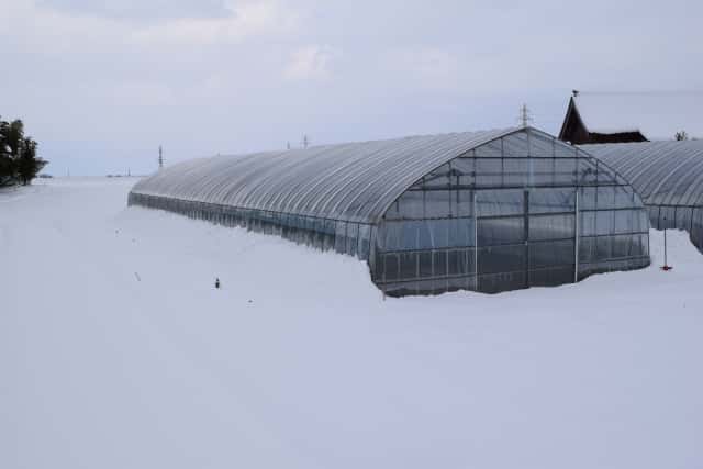 雪国のビニールハウス