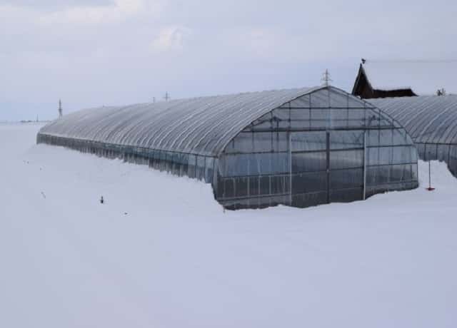ビニールハウスの雪対策｜雪国の農家が実践する対策を伝授します｜農業 