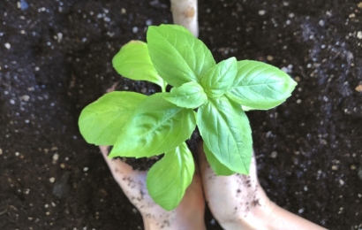 バジルの苗の植え付け