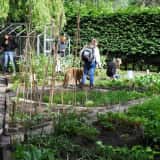 オランダの市民農園