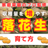 【家庭菜園のプロ解説】収穫量を増やす落花生の育て方