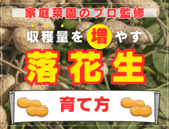 【家庭菜園のプロ解説】収穫量を増やす落花生の育て方