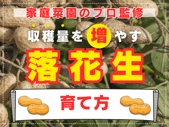 【家庭菜園のプロ解説】収穫量を増やす落花生の育て方