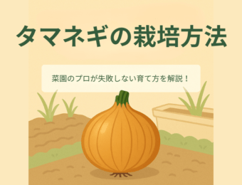 玉ねぎの栽培方法。菜園のプロが失敗しない育て方を解説！