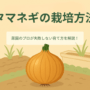 玉ねぎの栽培方法。菜園のプロが失敗しない育て方を解説！
